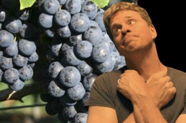 PETIT VERDOT | The Wine Grape You Need to Be Drinking Now