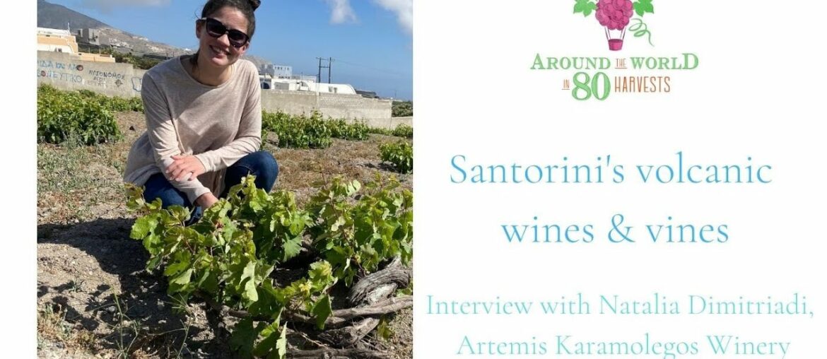 Assyrtiko in Santorini, with Artemis Karamolegos winery