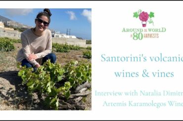 Assyrtiko in Santorini, with Artemis Karamolegos winery