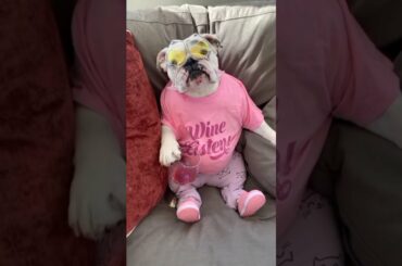 National wine day - eggnog and igloo bulldog