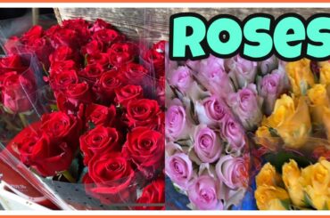 HOW TO REMOVE ROSE THORNS | FAMILY WINTER  HANDS ON SA FLOWER BUSINESS |PREPARING ROSES FOR GERMANY
