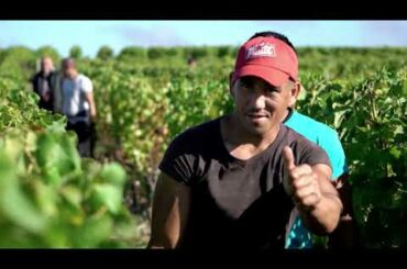 Biodynamic Wines : Oenology Project EHL