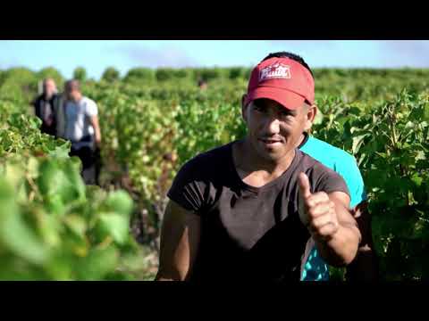 Biodynamic Wines : Oenology Project EHL Biodynamic Wines : Oenology Project EHL