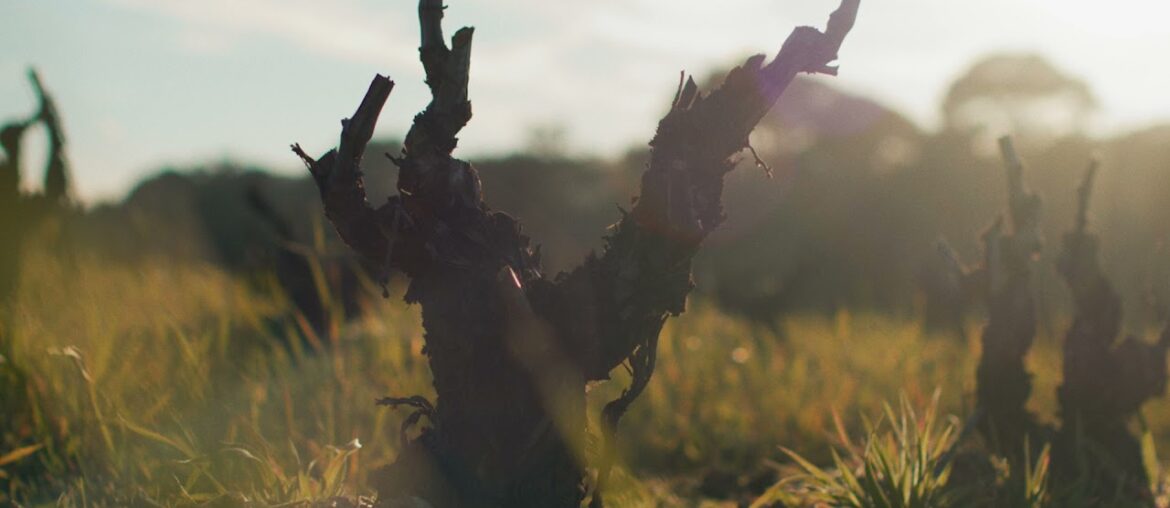 DISCOVER THE REMARKABLE WORLD OF DOMAINE DE L'ILE