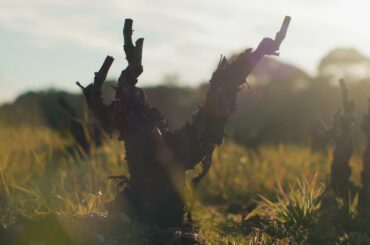 DISCOVER THE REMARKABLE WORLD OF DOMAINE DE L'ILE