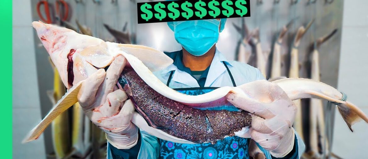Why Caviar is so DANG Expensive!!! From Farm to Fine Dining!! Why Caviar is so DANG Expensive!!! From Farm to Fine Dining!!