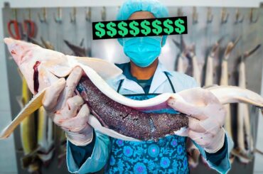 Why Caviar is so DANG Expensive!!! From Farm to Fine Dining!!