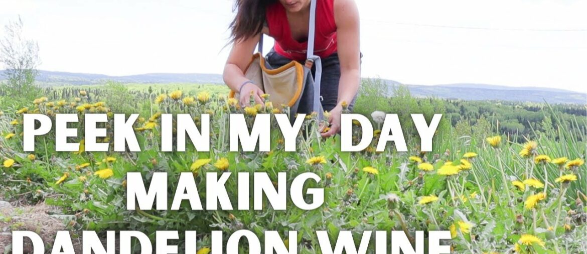 Simply Making Dandelion Wine while singing and dancing | Real Family Farmlife! Simply Making Dandelion Wine while singing and dancing | Real Family Farmlife!