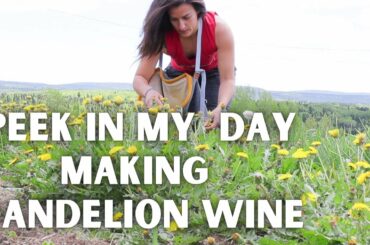 Simply Making Dandelion Wine while singing and dancing | Real Family Farmlife!
