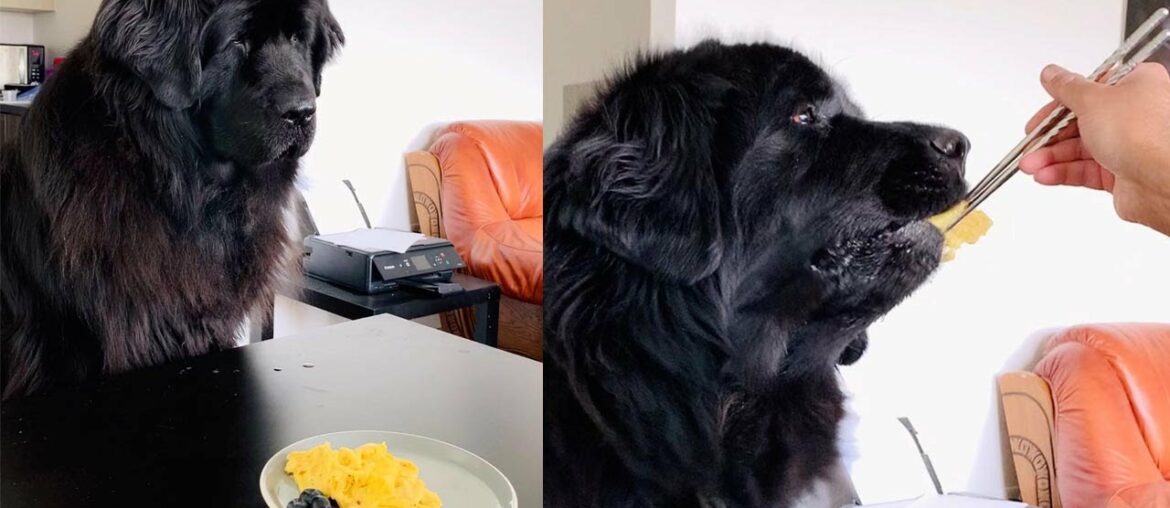 Owner Gives Pampered Pooch Gourmet Breakfast Owner Gives Pampered Pooch Gourmet Breakfast