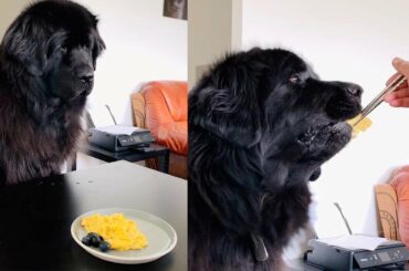 Owner Gives Pampered Pooch Gourmet Breakfast
