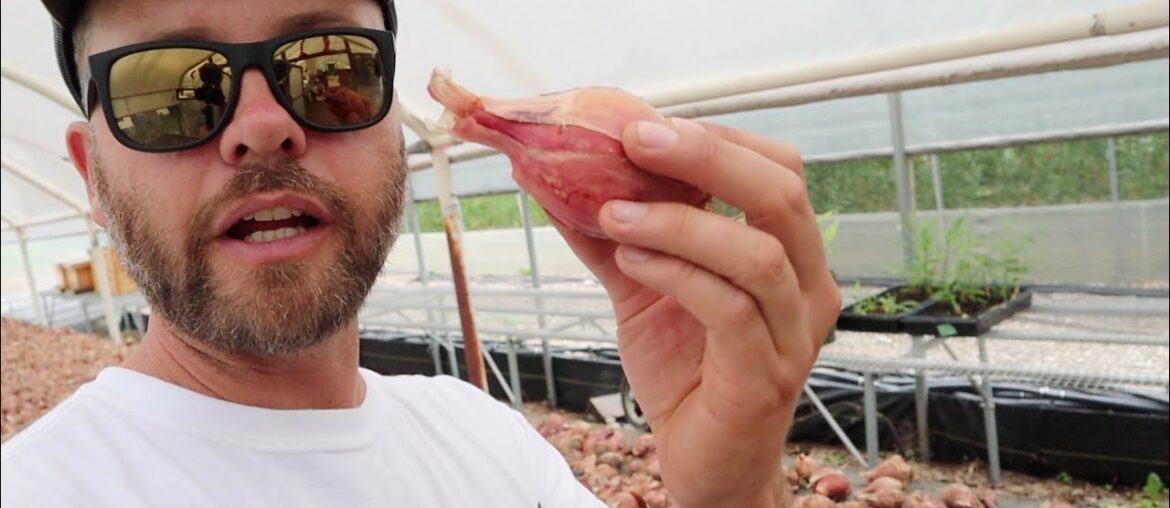 Incredible Yields Growing Shallots Incredible Yields Growing Shallots