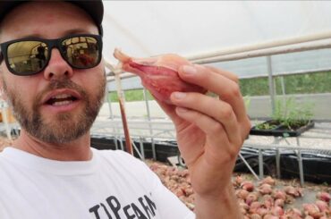 Incredible Yields Growing Shallots