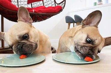 French Bulldog Reviews STRANGE Food With Sister | TASTE TEST 1