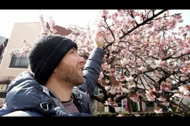 Winter CHERRY BLOSSOMS in JAPAN + French Food & Craft Beer | Atami, Japan