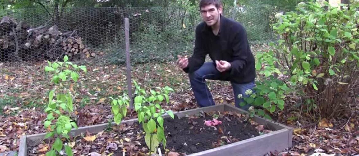 How to Grow Shallots Without Fail – Complete Growing Guide How to Grow Shallots Without Fail - Complete Growing Guide