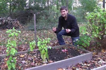 How to Grow Shallots Without Fail - Complete Growing Guide