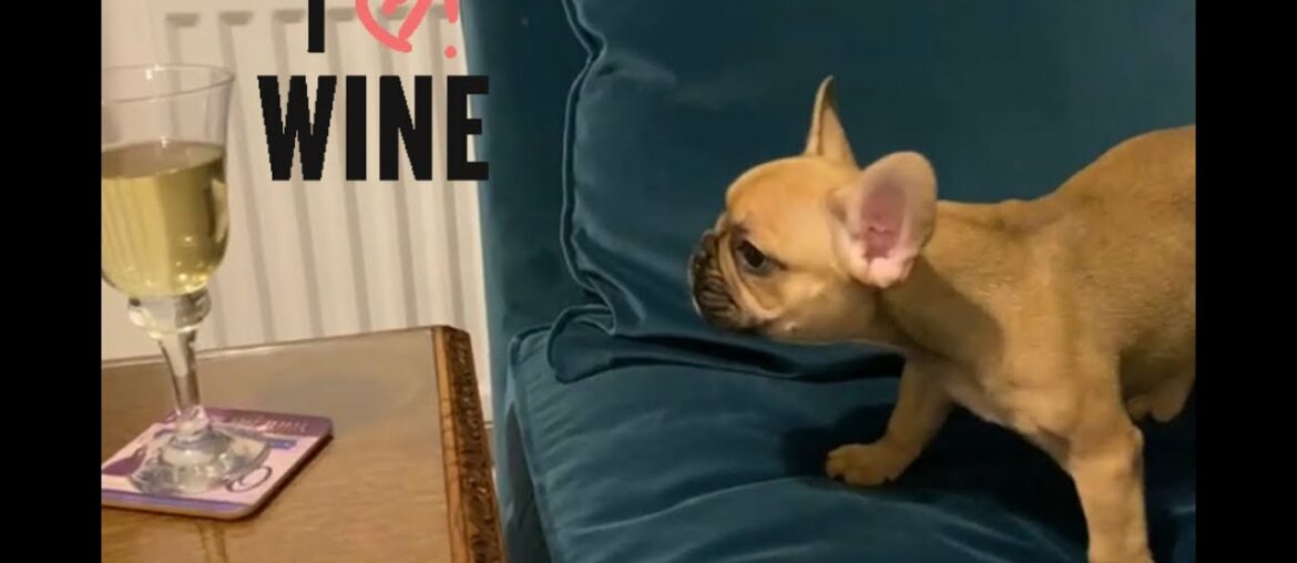 French Bulldog Wants Wine!!