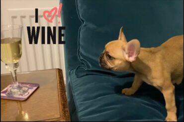 French Bulldog Wants Wine!!