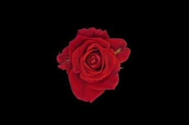 Blooming Flowers Time Lapse - Red Rose 4K - Relaxing Piano Music