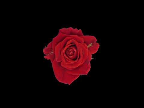 Blooming Flowers Time Lapse – Red Rose 4K – Relaxing Piano Music Blooming Flowers Time Lapse - Red Rose 4K - Relaxing Piano Music