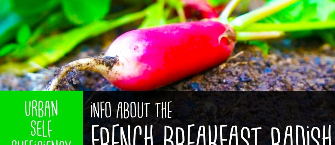French Breakfast Radish