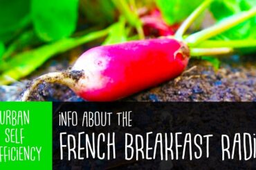 French Breakfast Radish
