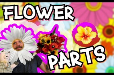 Les parties d'une fleur (bricolage facile) / Flower Parts (easy craft) - KM French Class with Martin