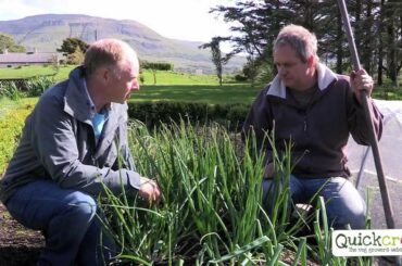 How To Grow Shallots the easy way