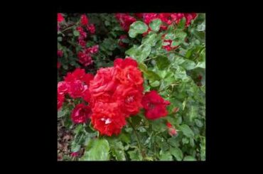 French Rose #shorts#rose#beauty_nature