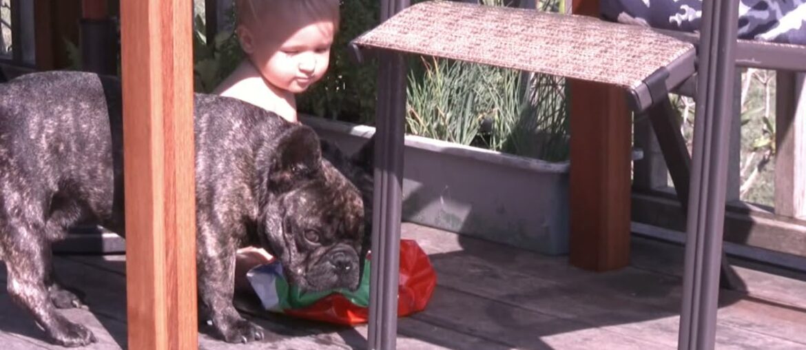 Matt is drinking after his older "brother" (french buldog Louie)