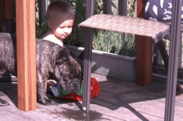 Matt is drinking after his older "brother" (french buldog Louie)