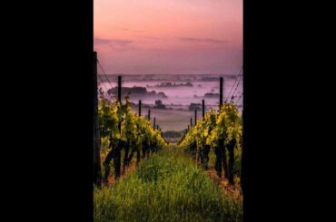 #VineyardChat w Stefan Heppelmann of Chateau Clamens in Fronton