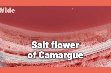 South of France’s white gold I WIDE