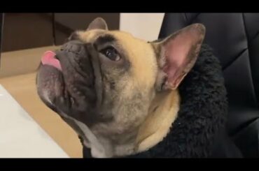 Dog eating air food - French bulldog