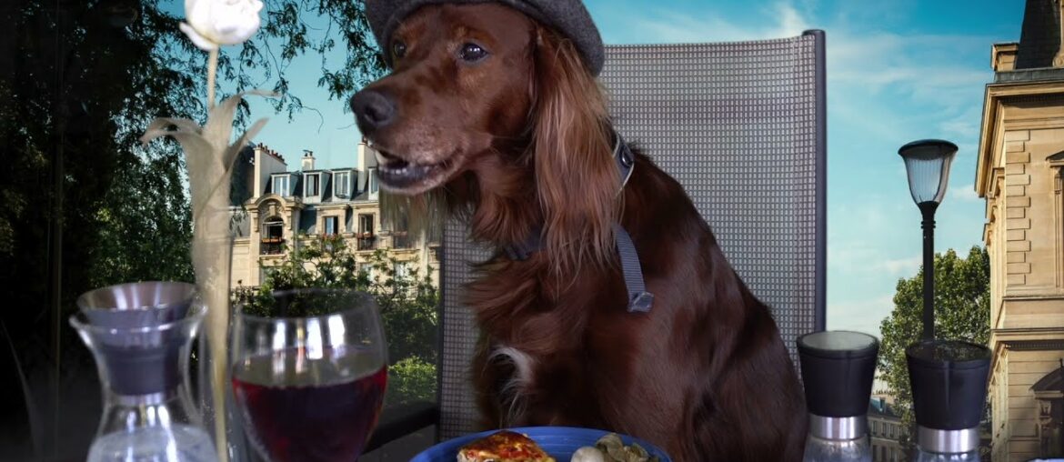 Dog eating in a french restaurant