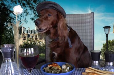 Dog eating in a french restaurant