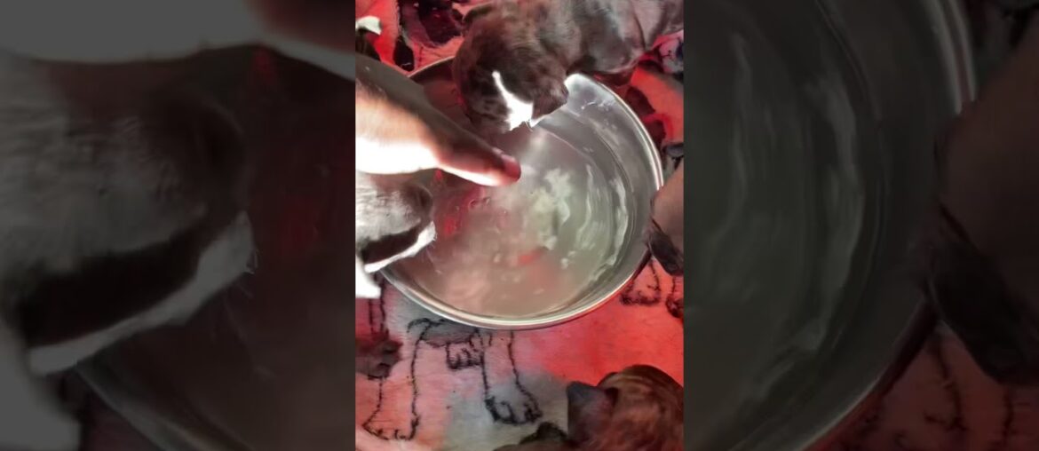 French Bulldog puppies first time drinking water