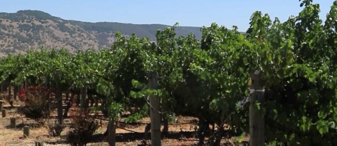 SCRIBE. Oakville Cabernet Sauvignon: Story of a SCRIBE Wine SCRIBE. Oakville Cabernet Sauvignon: Story of a SCRIBE Wine