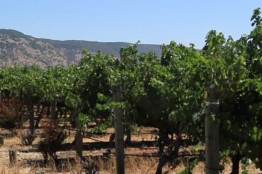 SCRIBE. Oakville Cabernet Sauvignon: Story of a SCRIBE Wine