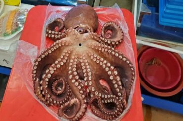 Korean TRADITIONAL FISH MARKET & Street Food Tour! MUST TRY CHEAP EATS & Noryangjin Market Guide