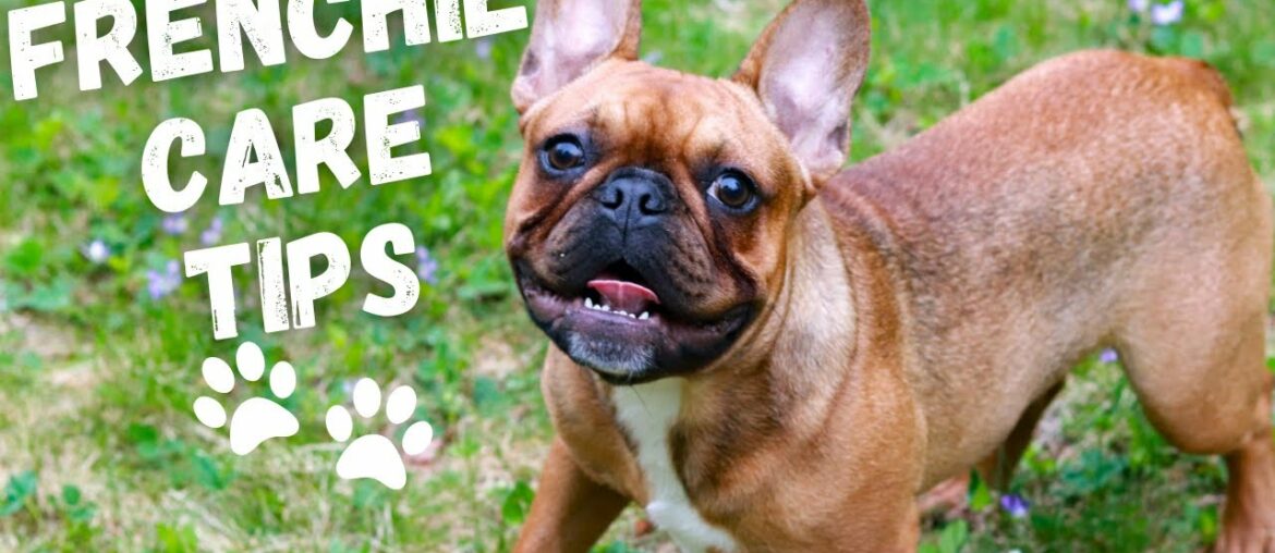 10 Tips | How to Take Care of a FRENCH BULLDOG 10 Tips | How to Take Care of a FRENCH BULLDOG