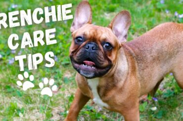 10 Tips | How to Take Care of a FRENCH BULLDOG
