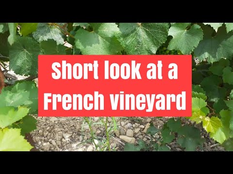 French Vineyard and why are vineyards so dry? French Vineyard and why are vineyards so dry?