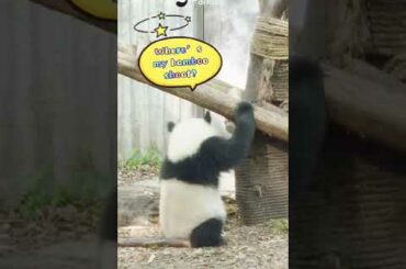 iPanda A good gourmet who wont make any compromise wants Lovely Panda Smart Funnyn #SHORTS