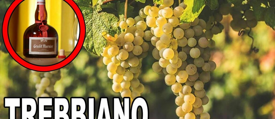 Trebbiano Facts in 2 Minutes or Less | Re:Wine w/bschwitty Trebbiano Facts in 2 Minutes or Less | Re:Wine w/bschwitty