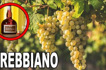 Trebbiano Facts in 2 Minutes or Less | Re:Wine w/bschwitty
