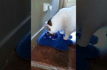 Misty the French cat eats gourmet, game with vegetables