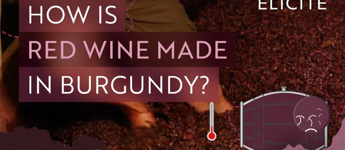 Red Winemaking In Burgundy Explained