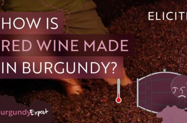 Red Winemaking In Burgundy Explained